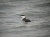 Guillemot at Southend Pier (Steve Arlow) (62342 bytes)